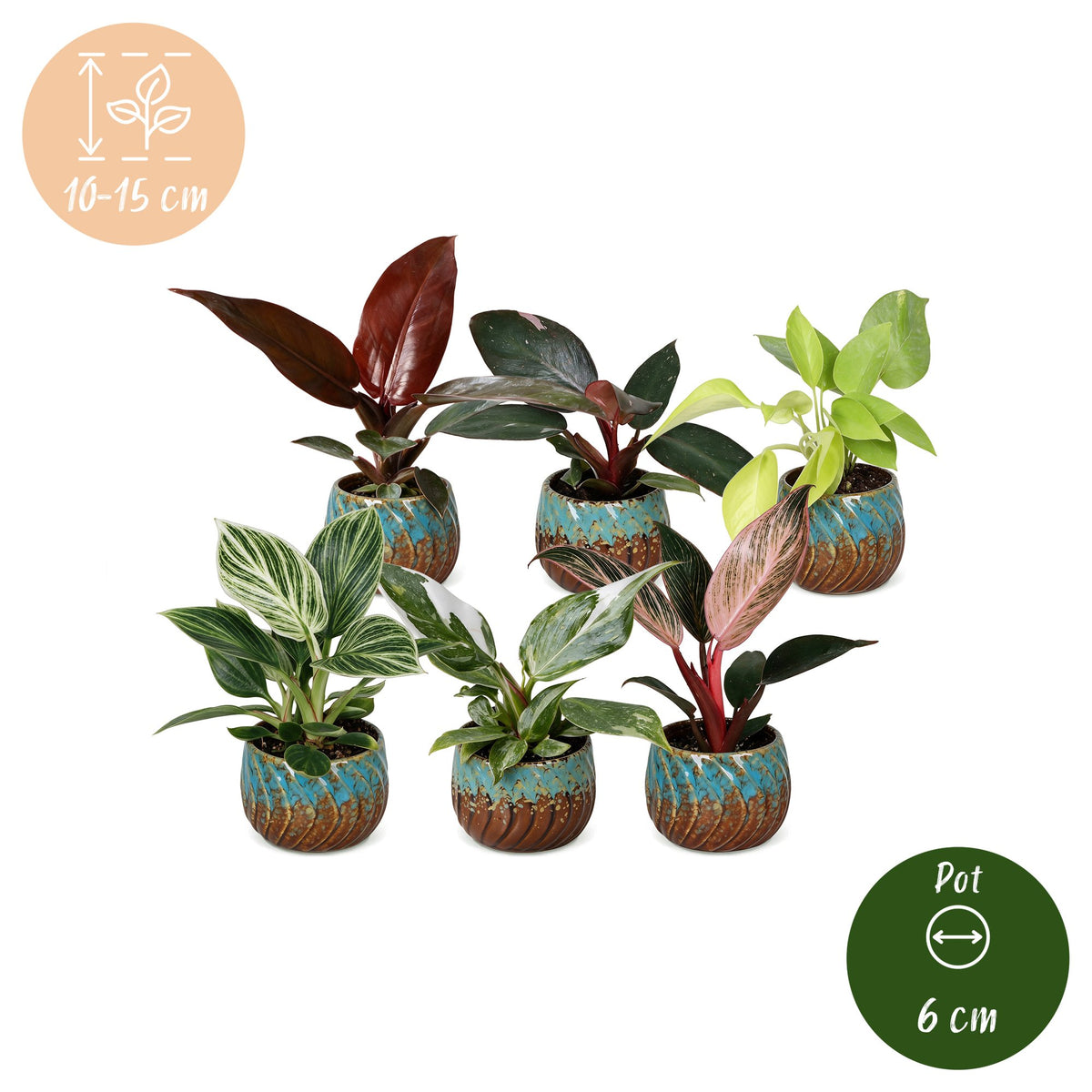 Baby Philodendron Family 6x - Wit - Roze - Geel - Groen - Rood - Tropisch - incl. Copper Reef - Ø6cm - ↕10-15cm