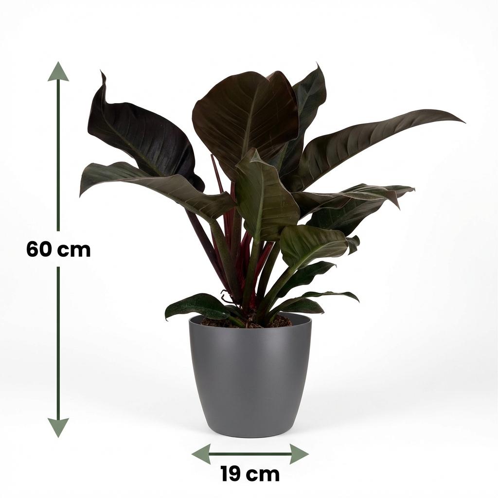 Philodendron Imperial Red - Rood - Weinig onderhoud - 1 Plant - met Potter Grijs - Pot 19cm - Hoogte 60cm