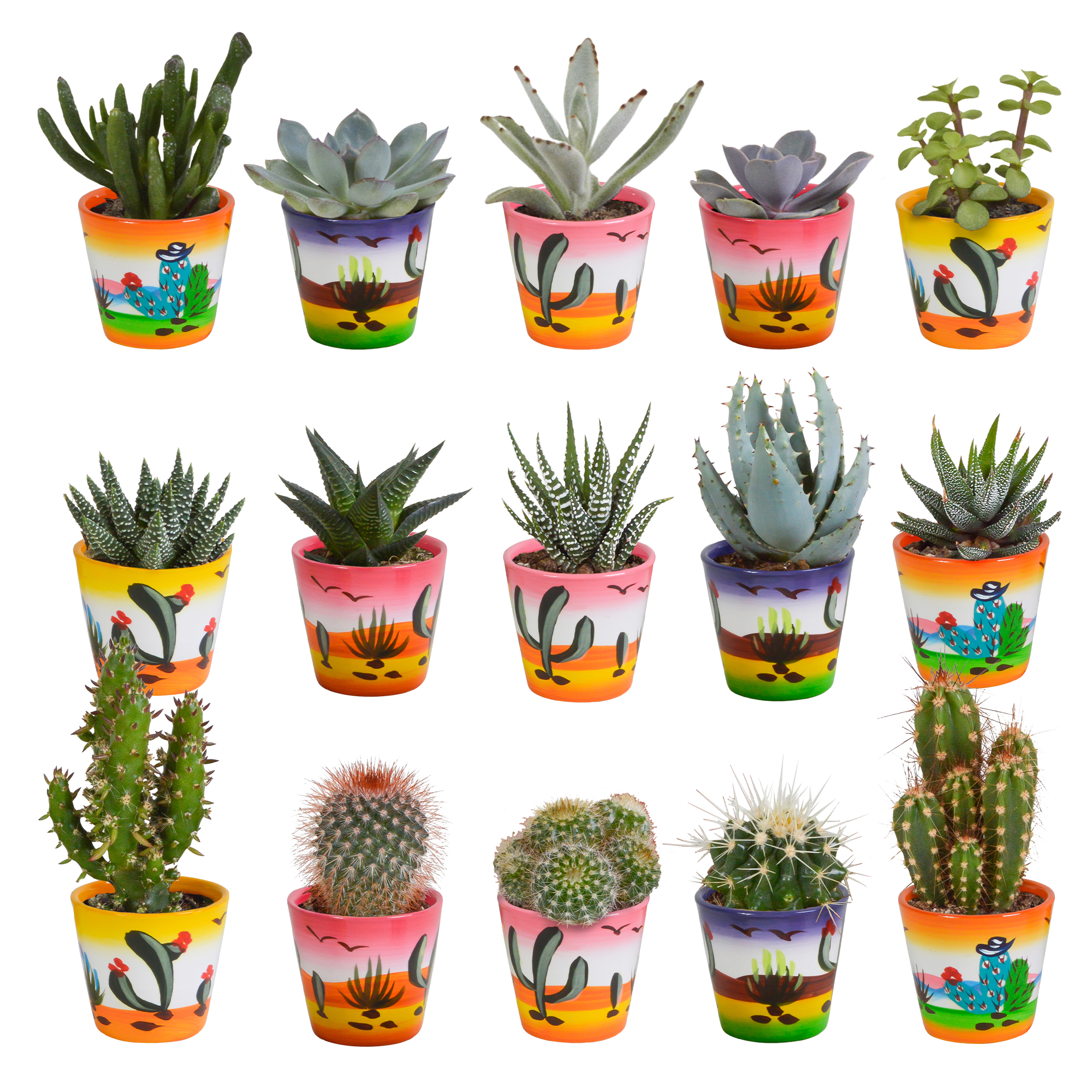 Mix di cactus e piante grasse 5,5 cm | 15 pezzi - in vaso messicano