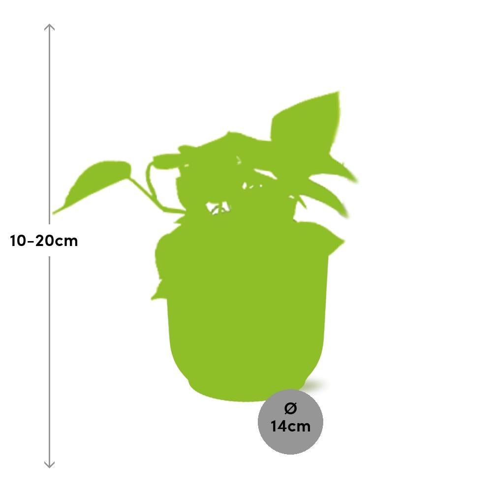 Epipremnum Pinnatum 'Golden Pothos' en pot ELHO Vibes Fold 14 cm jaune