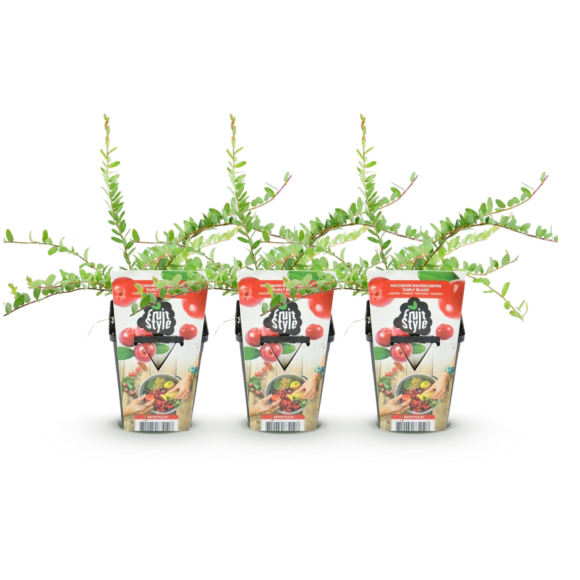 Blauwe Bes - Vaccinium macrophylla Early Black - Winterhard - 3 Planten - Pot 9 cm - Donker Rode  Bes