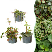 Baby Peperomia Mix 3x - Groen - Rood - Tropisch - incl. Linnea Misty Blue - Ø6cm - ↕5-15cm