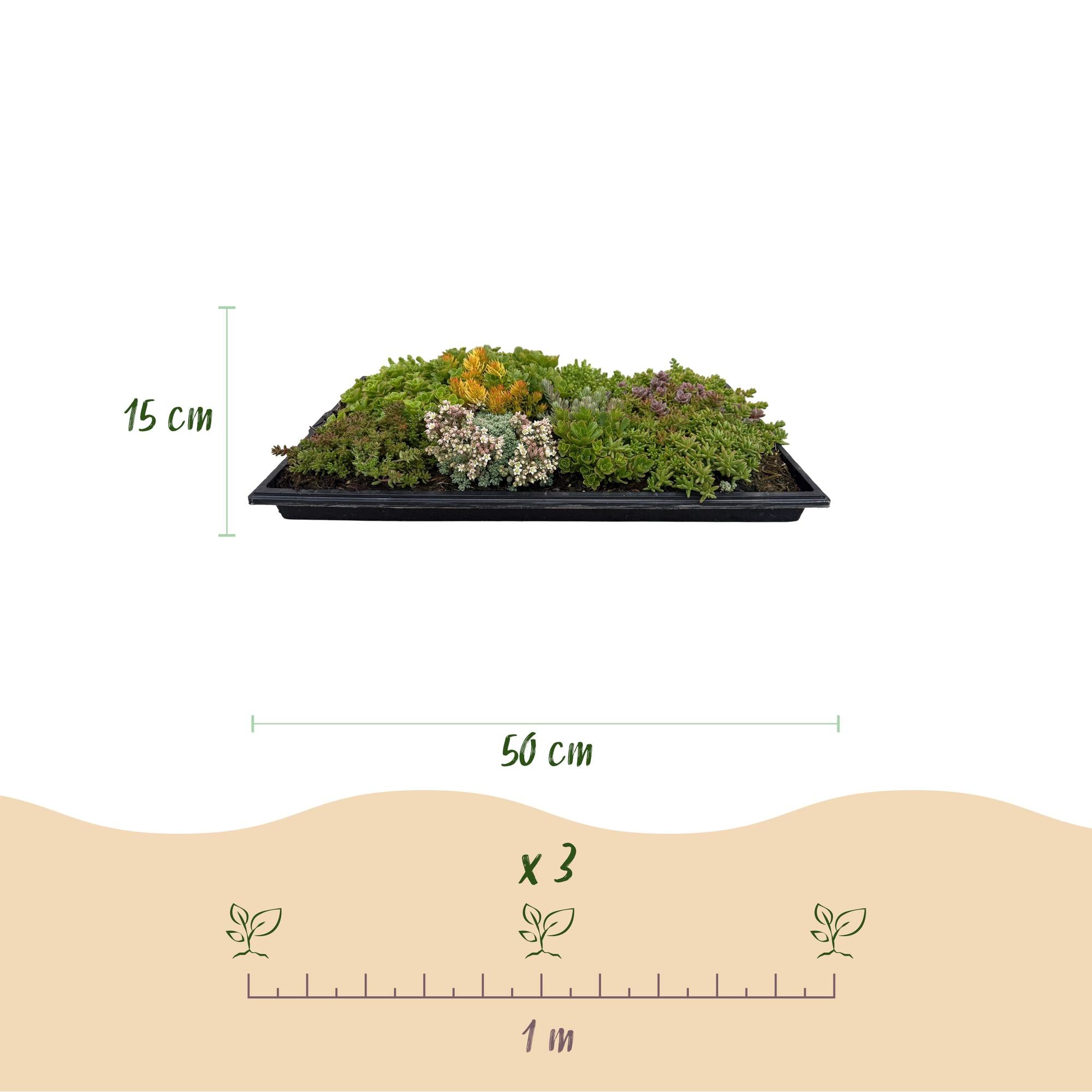 Sedum mat - Bestaat uit 10 soorten - X12 - Weinig Onderhoud - Lengte 50 Breedte 30