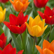 100x Tulipa Praestans Mix - Bulbos de Flores - Mistura de Tulipa Praestans - Diversos - Floração da Primavera - Tamanho do Bulbo 8/9