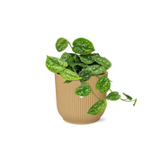 Scindapsus Pictus ‘Argyraeus’ in ELHO Vibes Fold 14cm geel