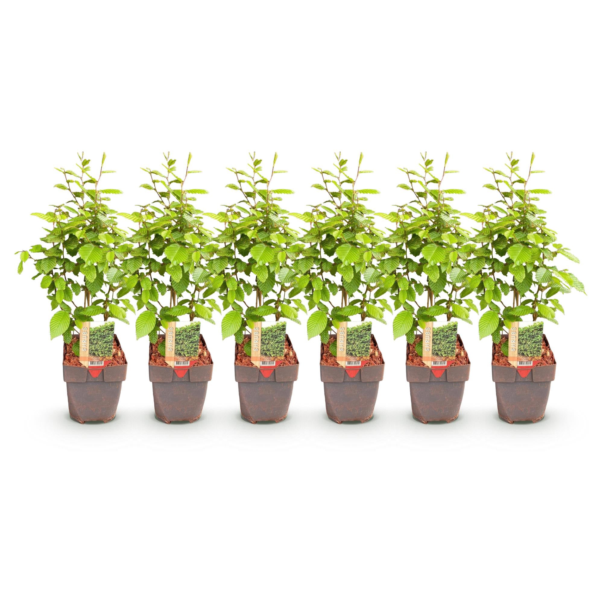 Carpinus betulus -  blad groen - 6 planten - 1 strekkende meter - bladverliezend - pot 17cm hoogte 55cm