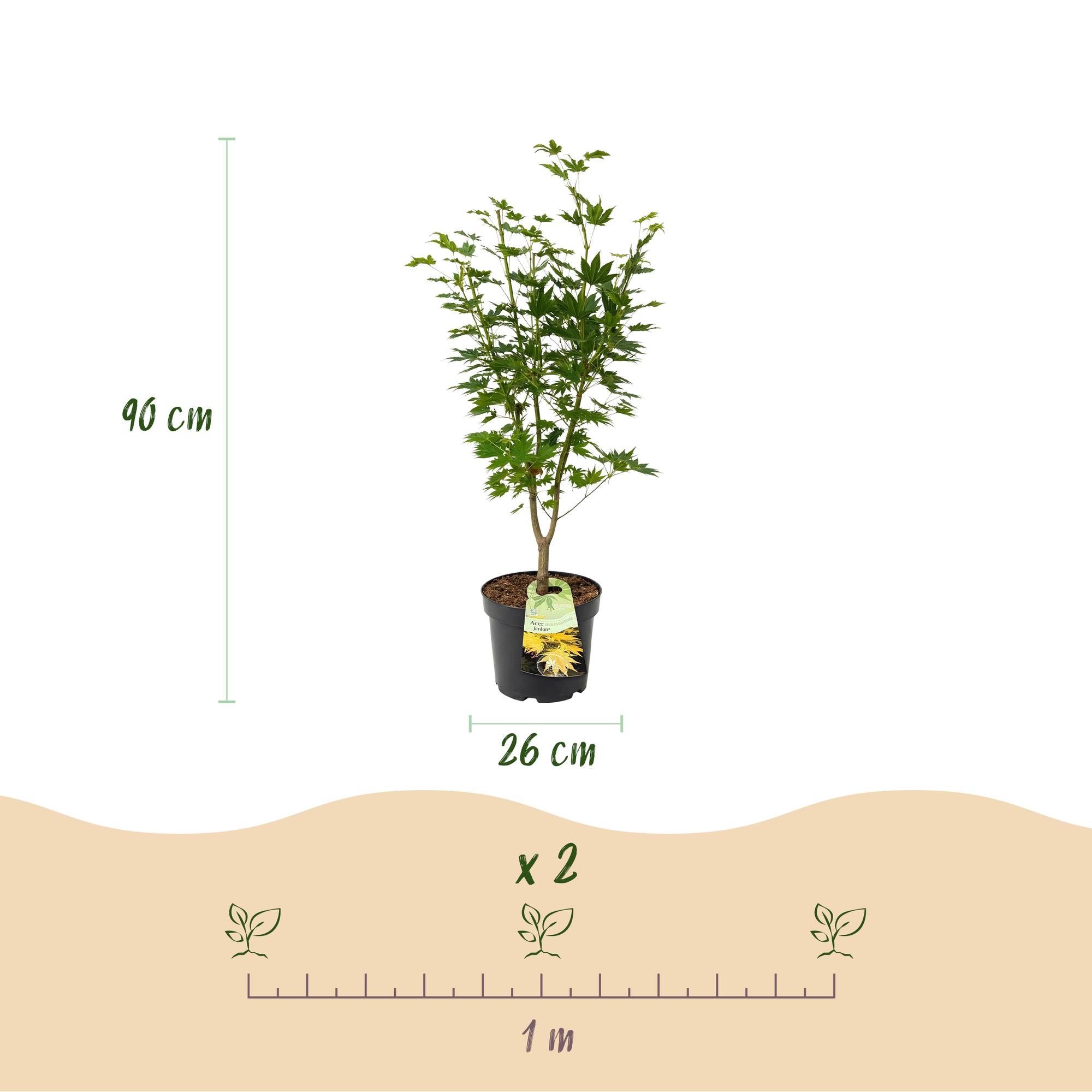 Acer palmatum Jordan - Japanse Esdoorn - Bladverliezend - Geel - 1 - Pot 26cm - Hoogte 90cm