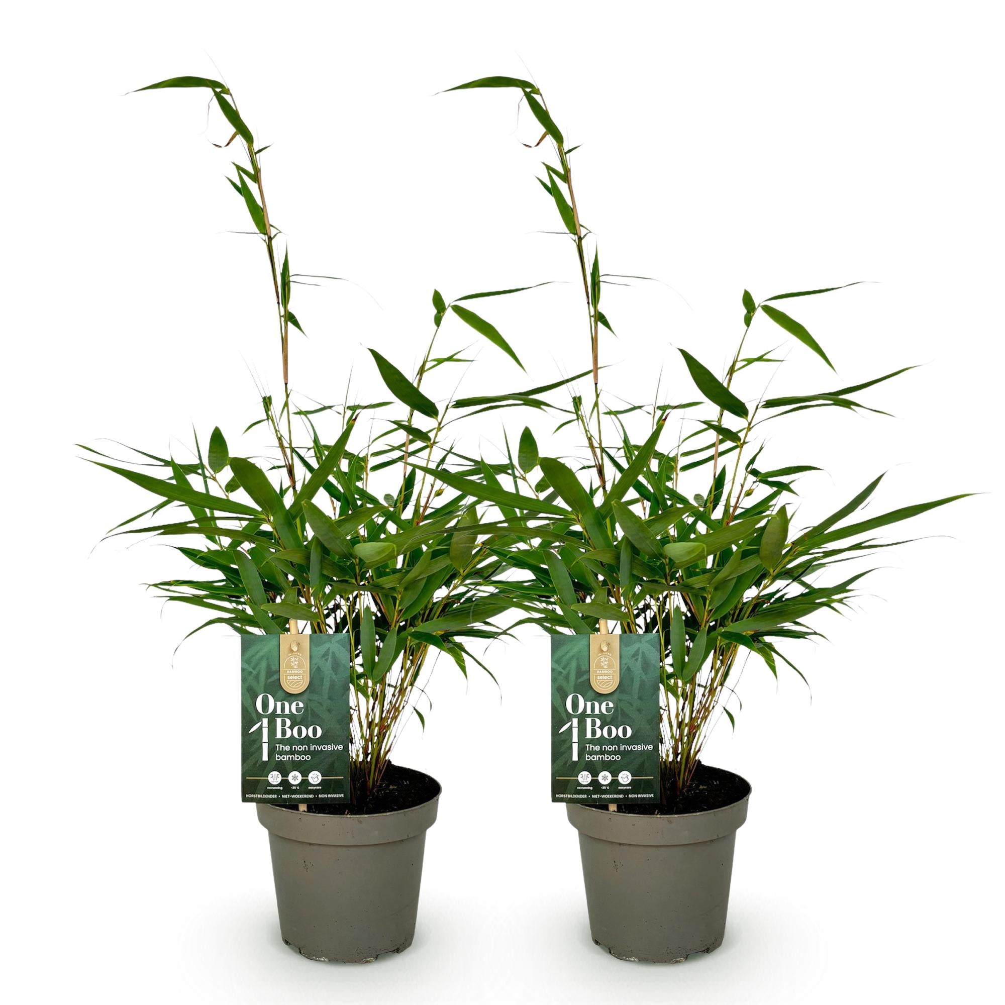 Fargesia robusta Pingwu - Niet Woekerende Bamboe - Bladhoudend - Groen - 2 Planten - Pot 14 cm - Hoogte 35 cm