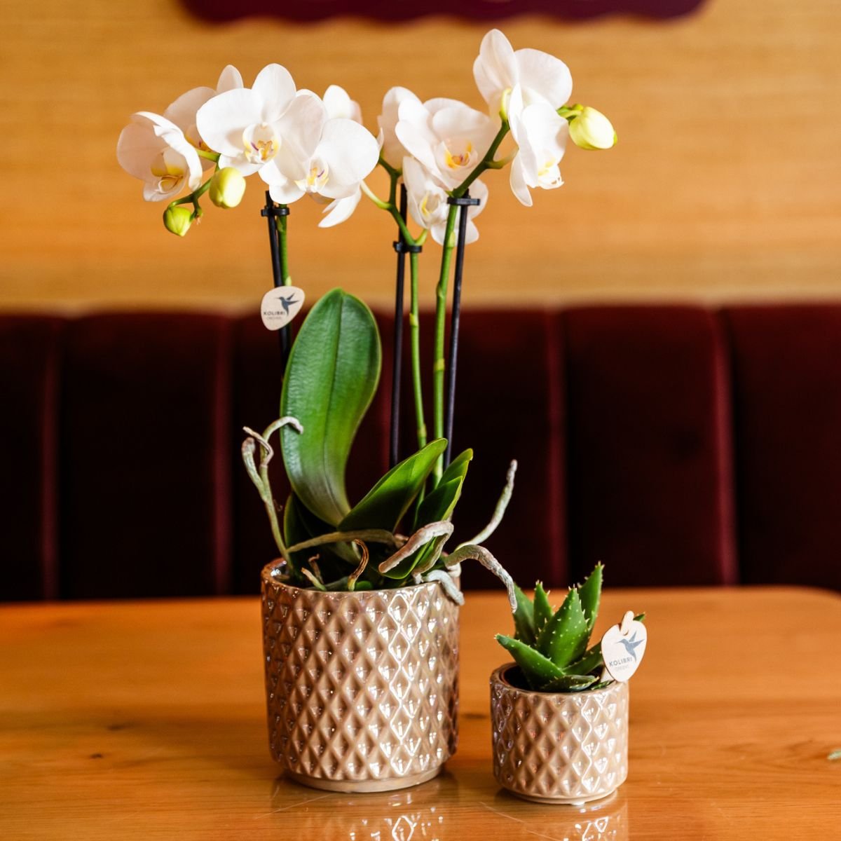Kolibri Orchids | Gift Set Diamond Pearl Zand - Witte Phalaenopsis Orchidee Mineral Amabilis & Succulent