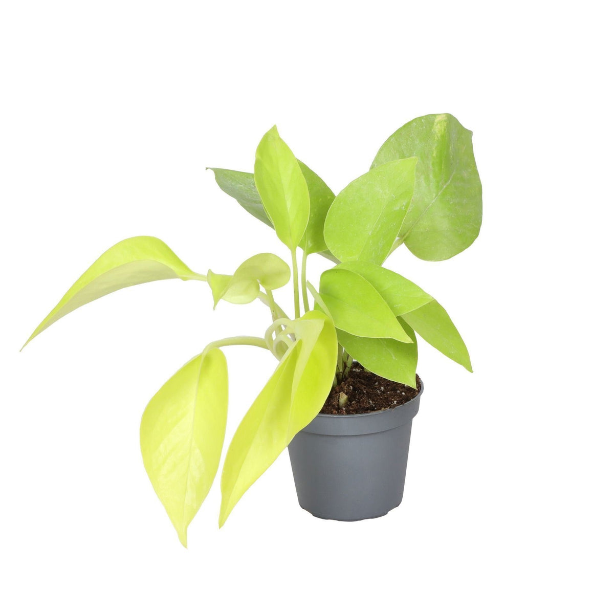 Philodendron Neon - Geel - Tropisch - Ø6cm - ↕15cm