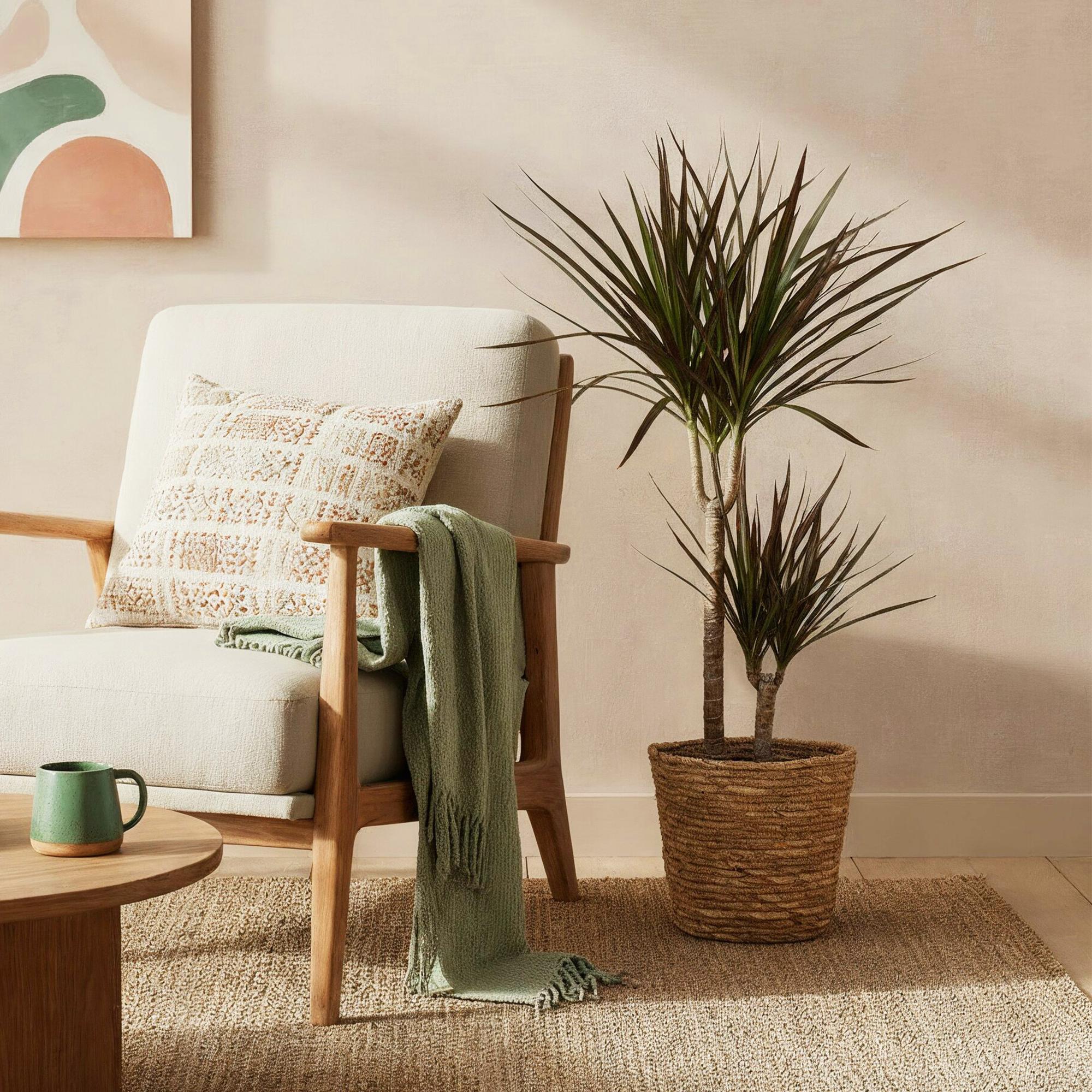 Dracaena Magenta - Drakenbloedboom - Weinig onderhoud - met mand - Groen - 1 Plant - Pot 21cm - Hoogte 90-100cm