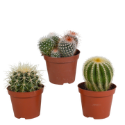 Mix di cactus a sfera 8,5 cm | 3 pezzi - senza vaso