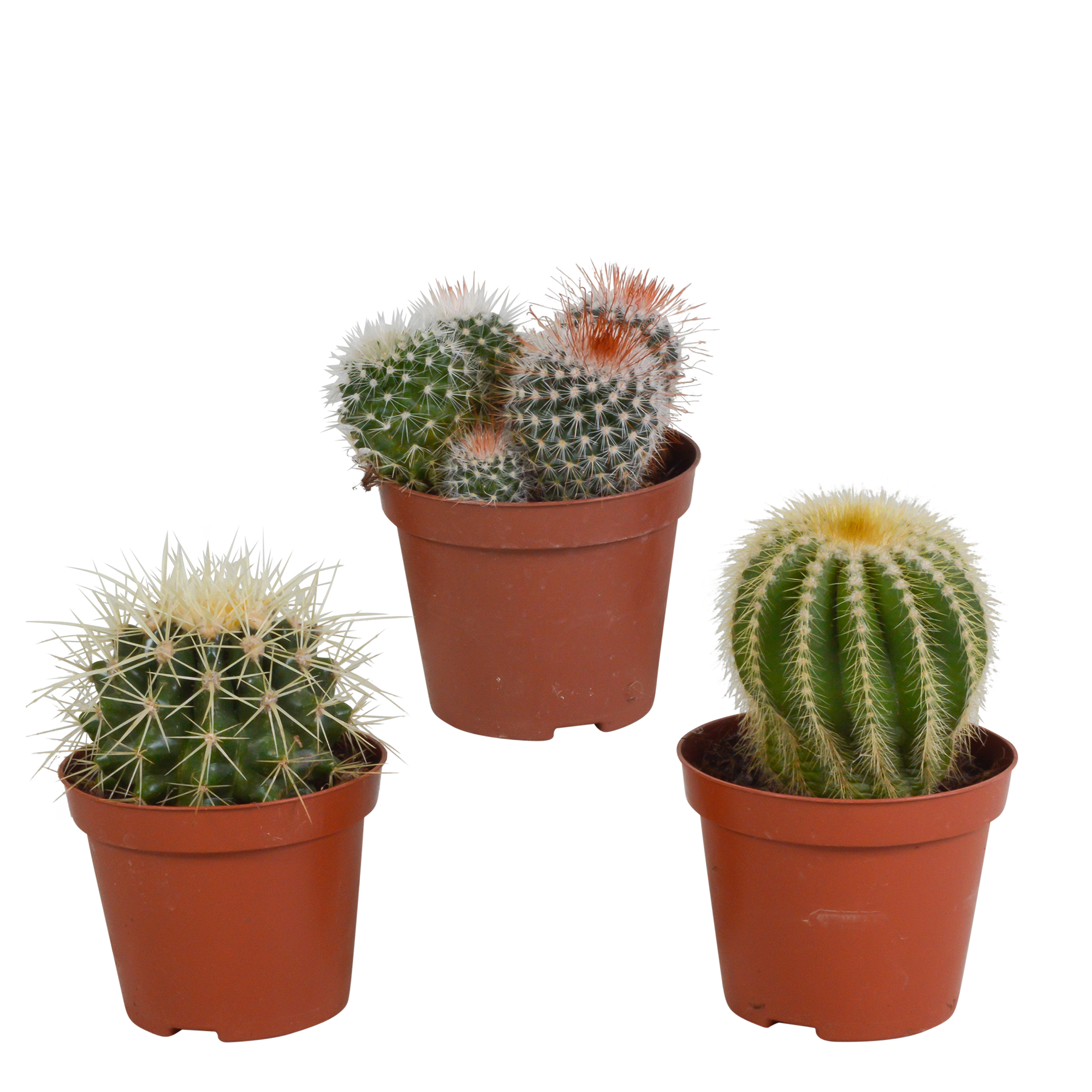 Mix di cactus a sfera 8,5 cm | 3 pezzi - senza vaso