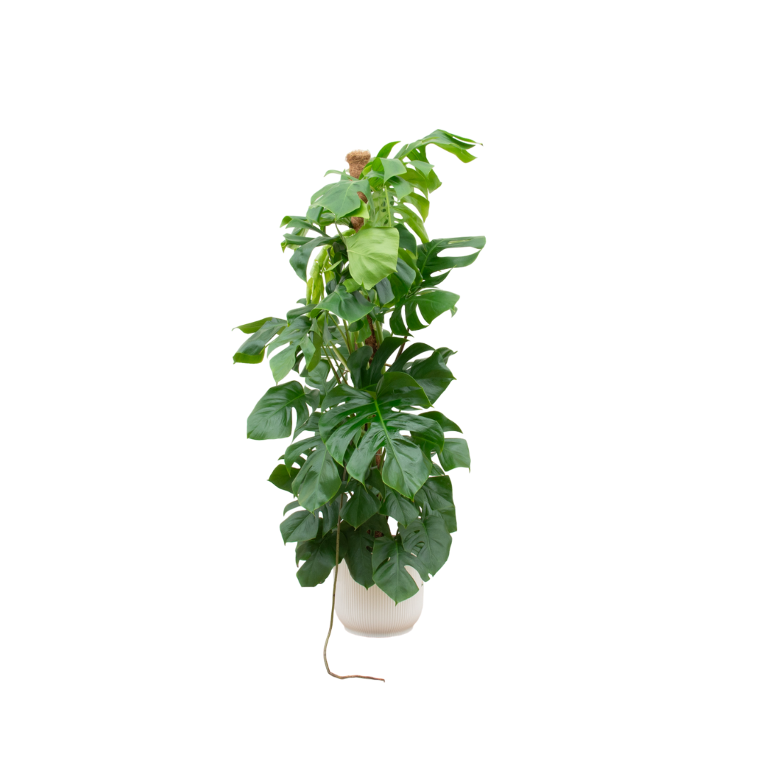 Kombi-Angebot – Monstera Pertussum XL inklusive elho Vibes Fold Round weiß Ø30–150 cm