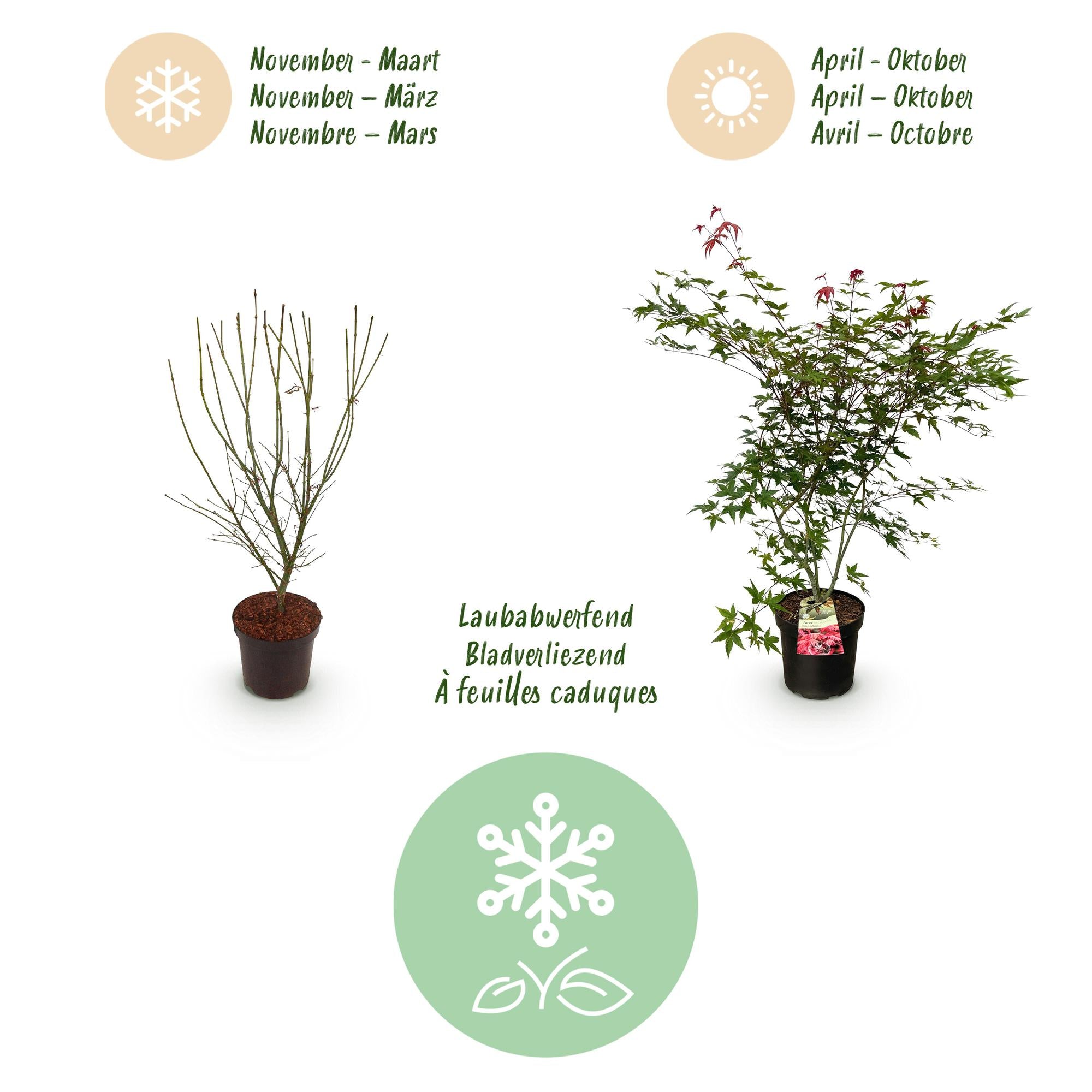 Acer palmatum Beni Maiko - Japanse Esdoorn - Bladverliezend - Rood - 1 - Pot 26cm - Hoogte 90cm