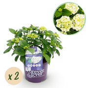 Green boutiQ - Pianta da patio - Ortensia - Hydrangea Forever & Ever - Bianca - 7-12 fiori - 2 piante - Vaso 23 cm Altezza 55 cm