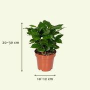 Überraschungsbox – Ø 12 cm – ↕ 25 cm – 8 Stück