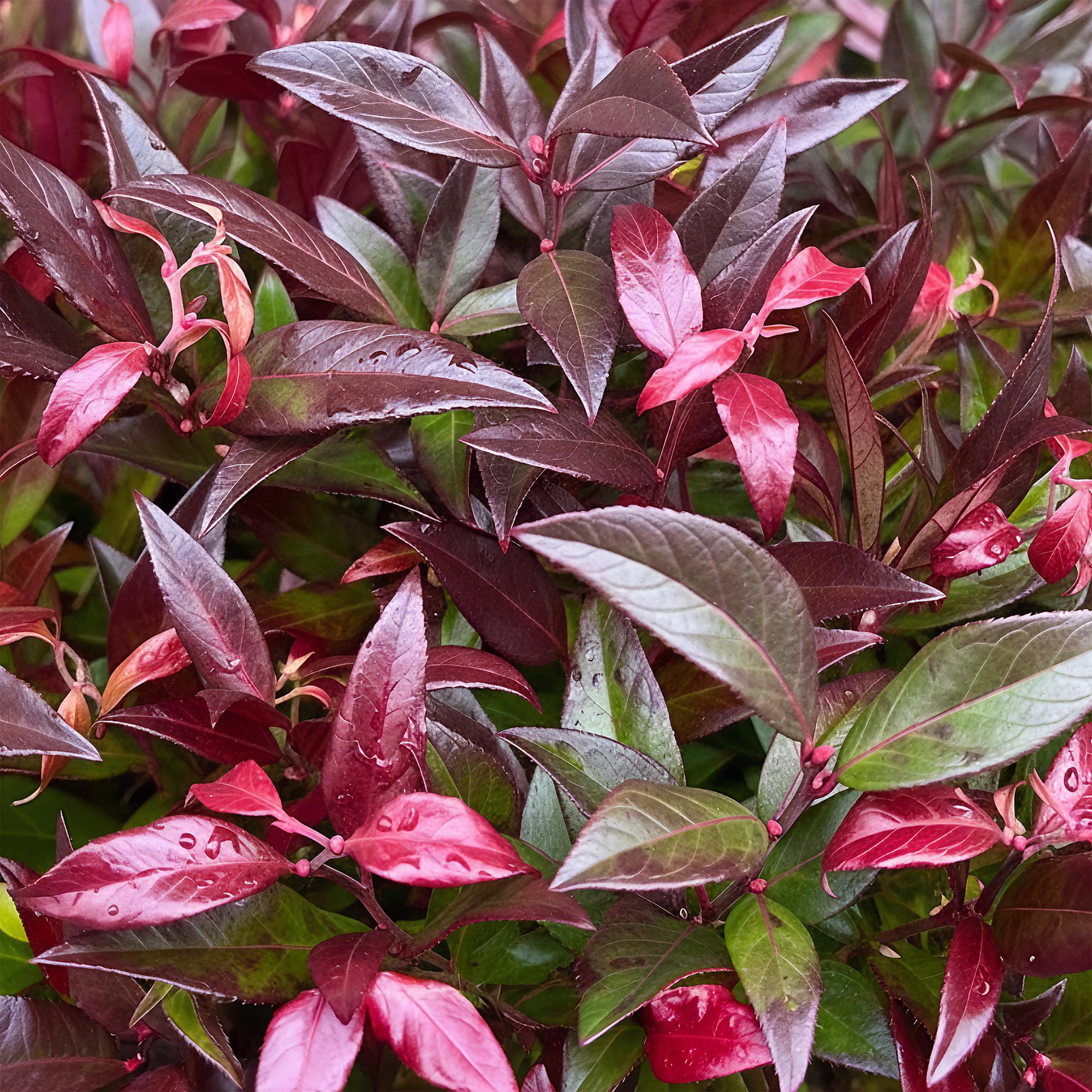 Leucothoe Zeblid - Rood - 1 Plant - Groenblijvend - Weinig Onderhoud - Pot 17cm Hoogte 45cm