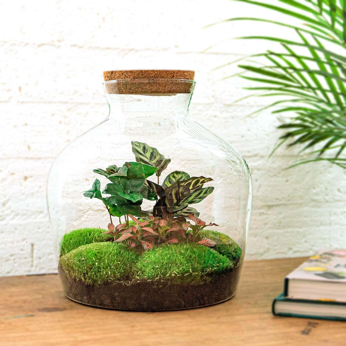 DIY-Terrarium – Fat Joe Coffea – ↕ 30 cm – Normal
