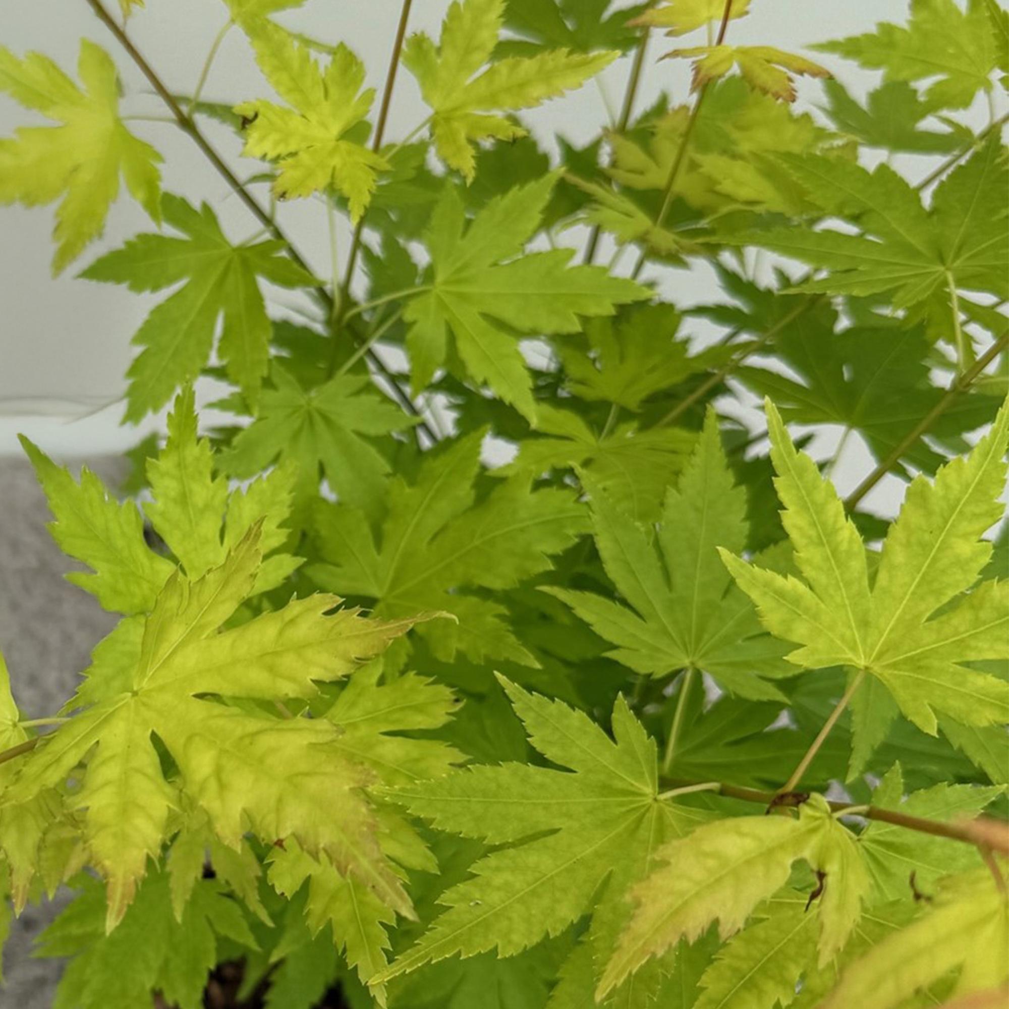 Acer palmatum Orange Dream - Oranje - 3 Planten - Bladverliezend - Weinig Onderhoud - Pot 12cm Hoogte 35cm