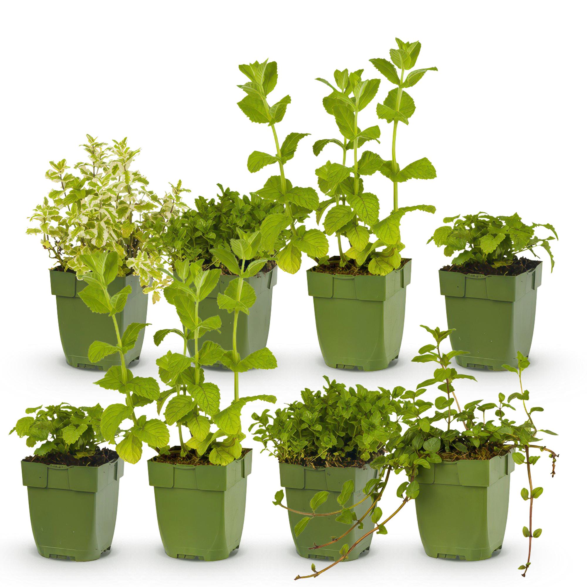 Green boutiQ – Beet-Set – Teekräuter – 8 Stauden – 1 m² – Verschiedene Farben – Pflegeleicht – 11-cm-Topf