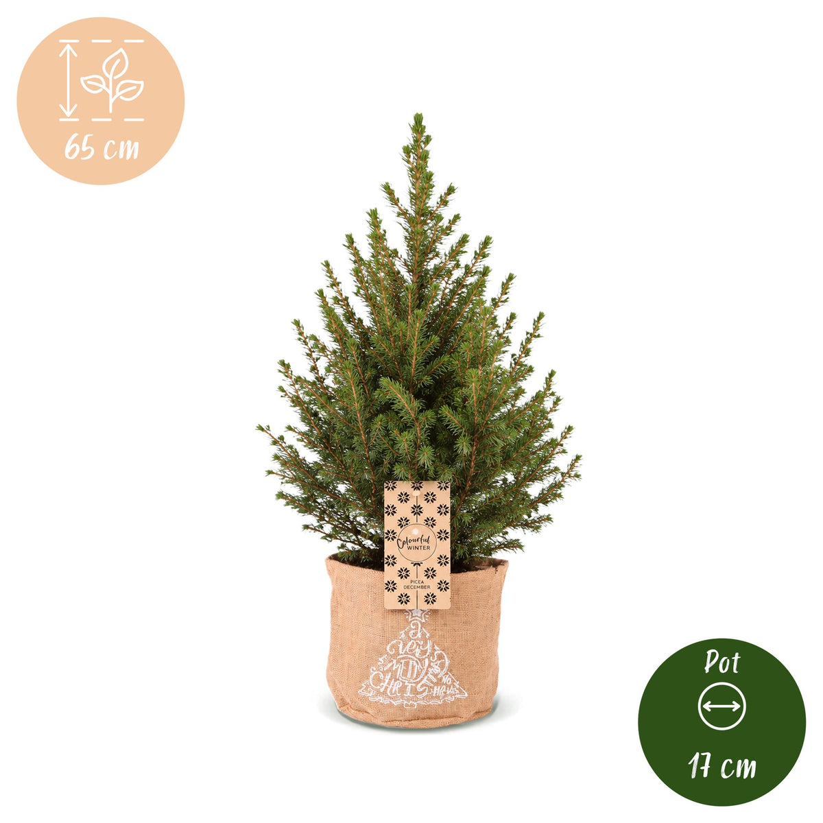 Picea glauca Conica - Kegelspar - Groen - Kerstboom - incl. jute zak - Ø17cm - ↕65cm