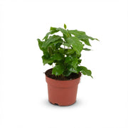Koffieplant - Coffea Arabica - Wit - Weinig onderhoud - 1 Plant - Pot 12cm - Hoogte 15 - 20cm