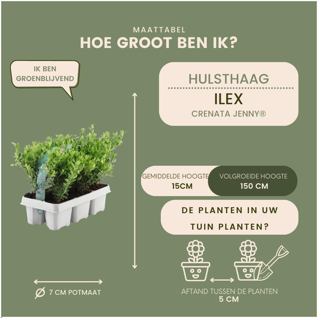 Ilex crenata 'Jenny' - 12 x Ø7 cm - ↕15 cm - 6 pack