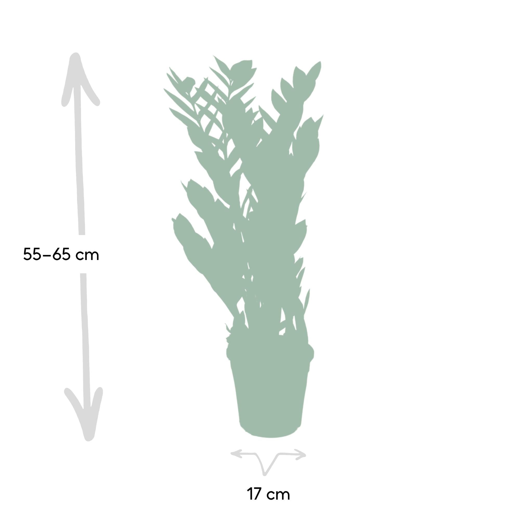 Zamioculcas Zamiifolia - Ø17 cm - ↕70 cm