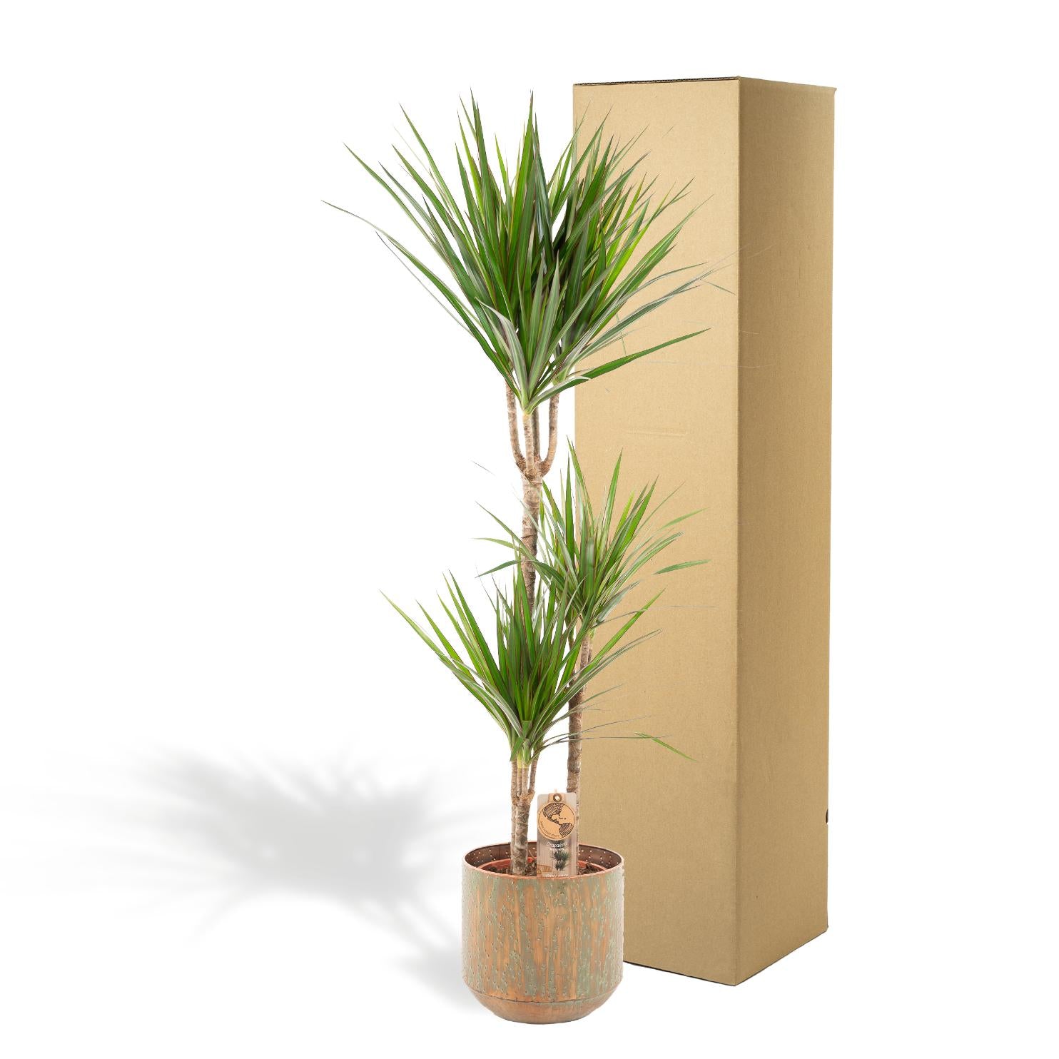Dracena con vaso - ↨120cm - Ø21cm