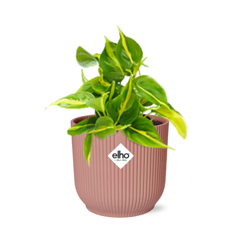 Philodendron Scandens 'Brasil' in ELHO Vibes Fold 14cm rosa