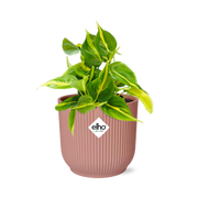 Philodendron Scandens 'Brasil' in ELHO Vibes Fold 14cm rosa