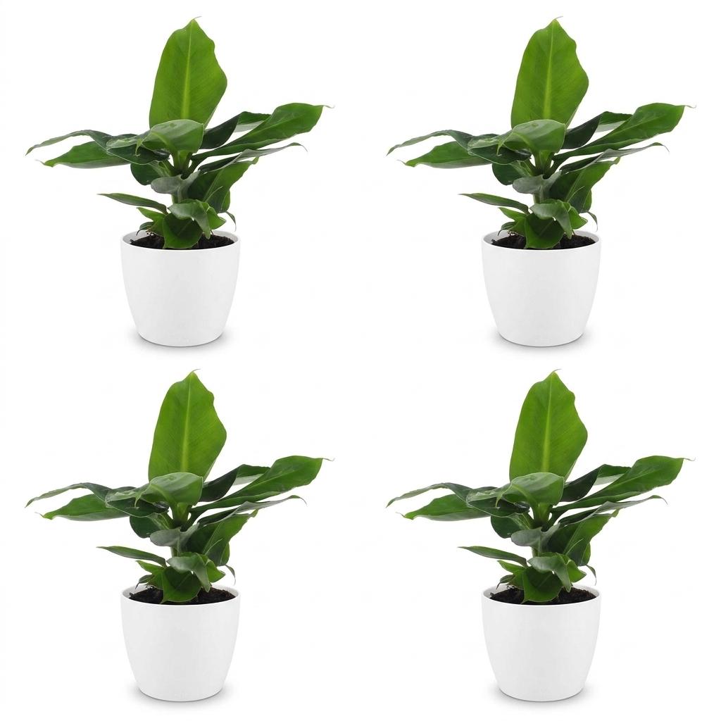 Musa Oriental Dwarf - Dwergbanaan - 4x - met Potter Wit - Pot 12cm - Hoogte - 30cm