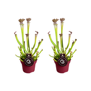 Sarracenia Farnhamii - 2 pezzi - Ø12cm - ↕40cm