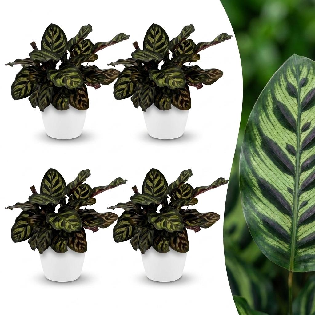 Calathea Makoyana - Pauwenplant - 4x - met Potter Wit - Pot 12cm - Hoogte - 25cm