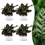Calathea Makoyana - Pauwenplant - 4x - met Potter Wit - Pot 12cm - Hoogte - 25cm