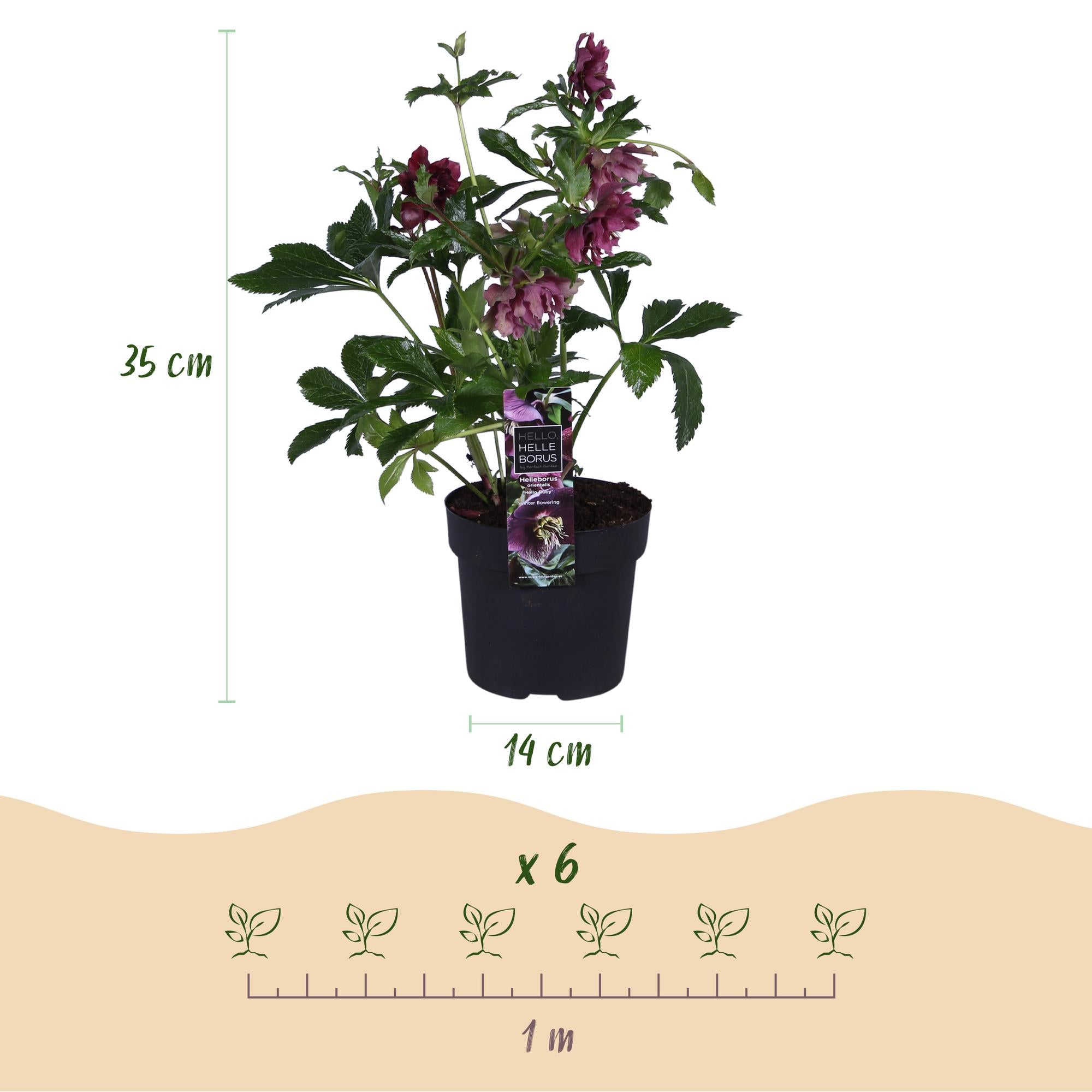 Lenten Rose - Helleborus orientalis Double Ellen Red - Rode Bloem -1 Plant - Groenblijvend - Pot 14cm Hoogte 35cm