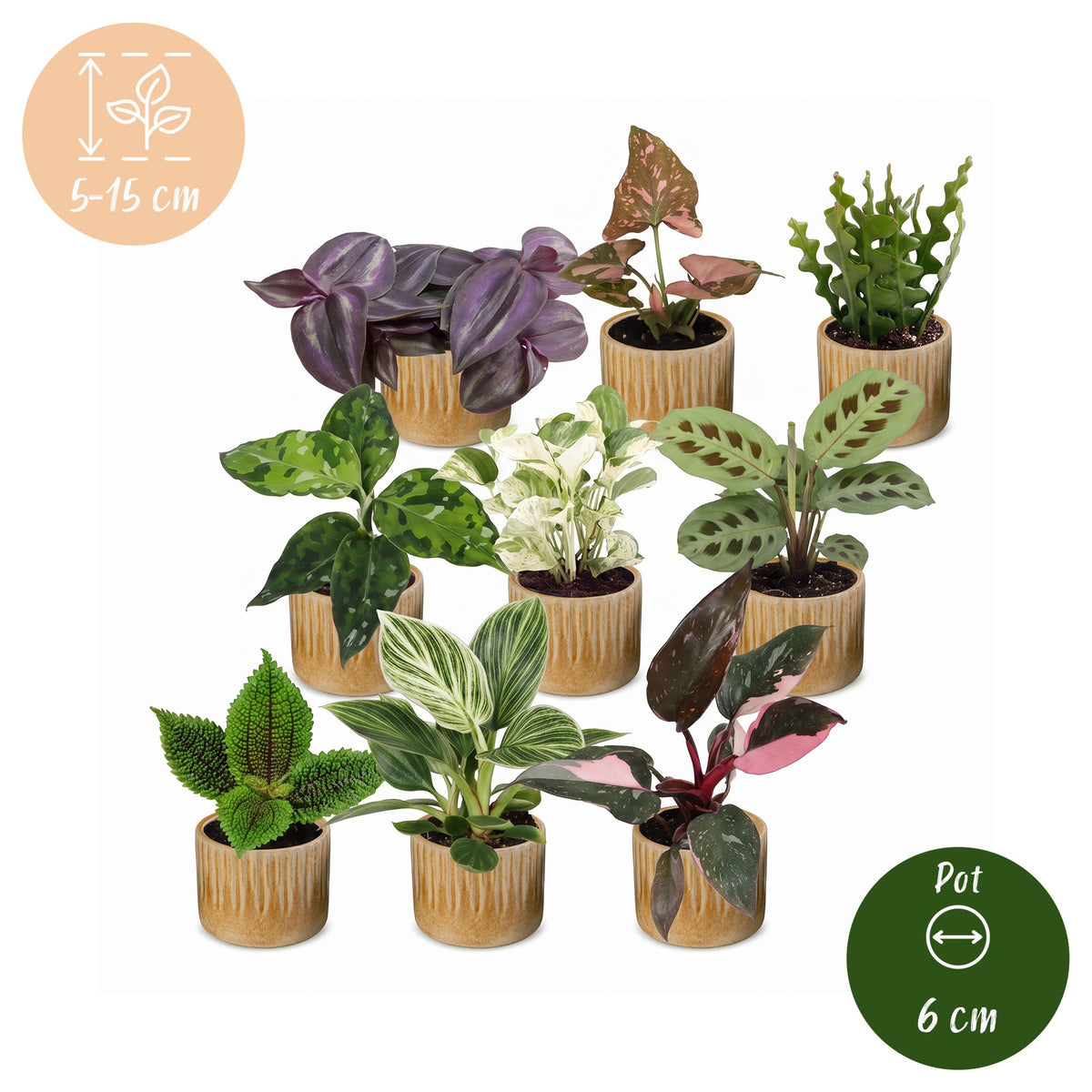 Baby Plants Surprise Box 9x - Verrassingsbox kleine planten - Diversen - Tropisch - incl. Linnea Honey - Ø6cm - ↕5-15cm
