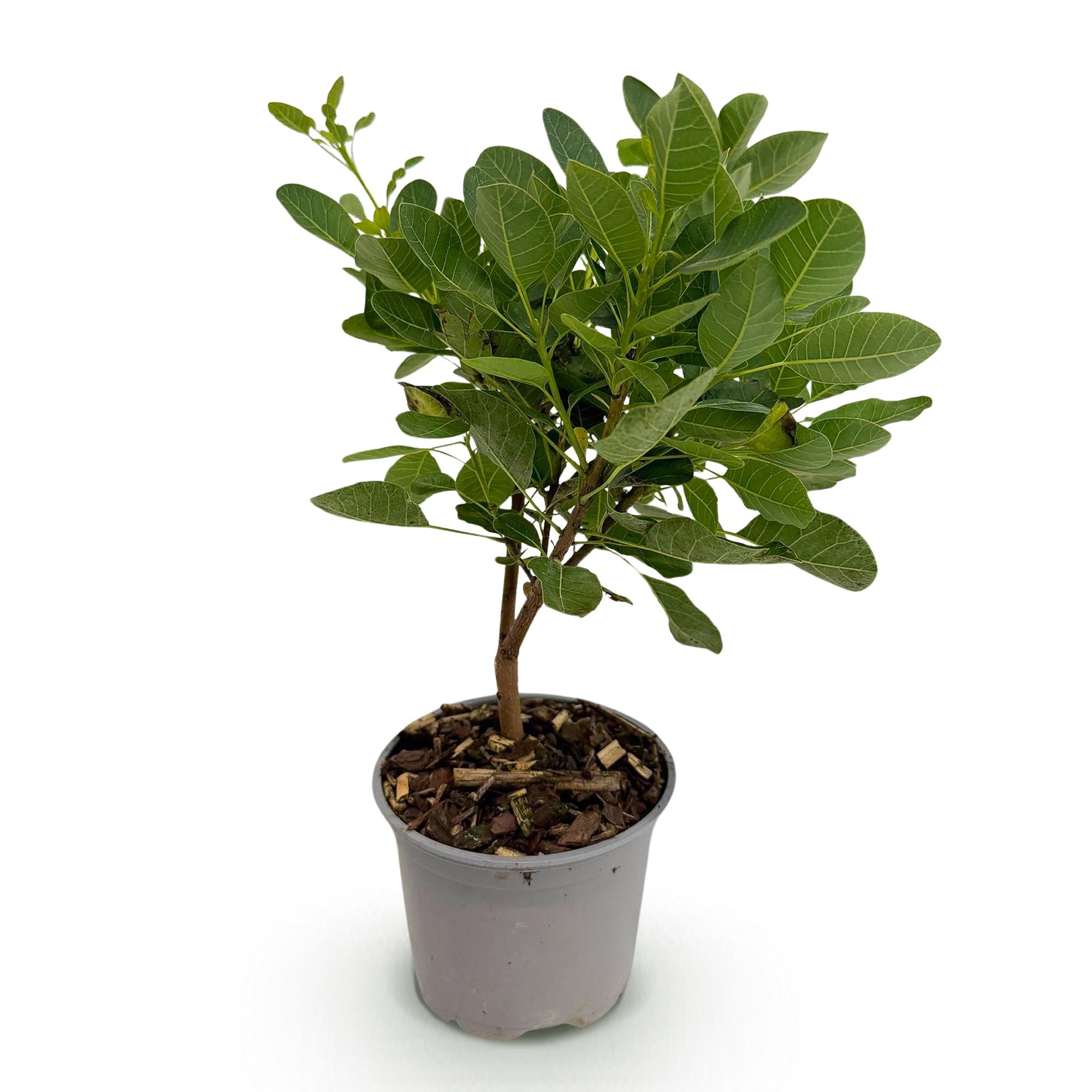 Cotinus coggyria Young Lady - Groen 1 Plant - Bladverliezend - Weinig Onderhoud - Pot 12cm Hoogte 35cm