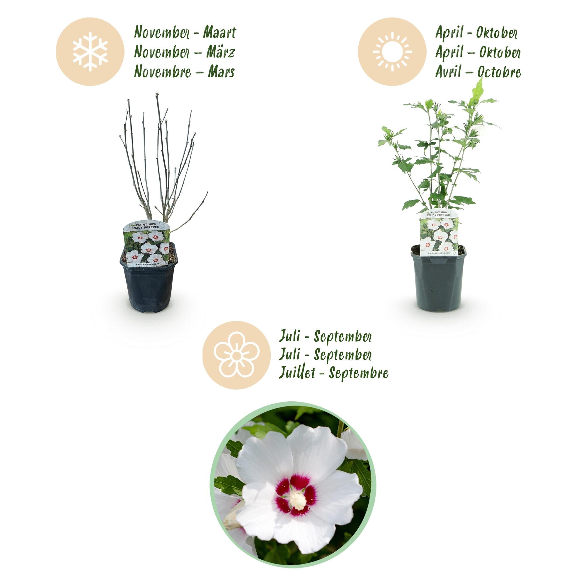 Hibiscus syriacus Red Heart - Tuin Hibiscus - Winterhard - Wit - Rood - 3 Planten - Pot 17cm - Hoogte 45cm