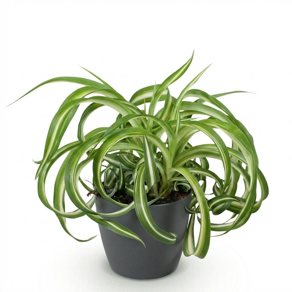 Chlorophytum comosum Bonnie - Krullende Graslelie - Huisdiervriendelijke Plant - 1 Plant - met Potter Grijs - Pot 12cm - Hoogte 20cm