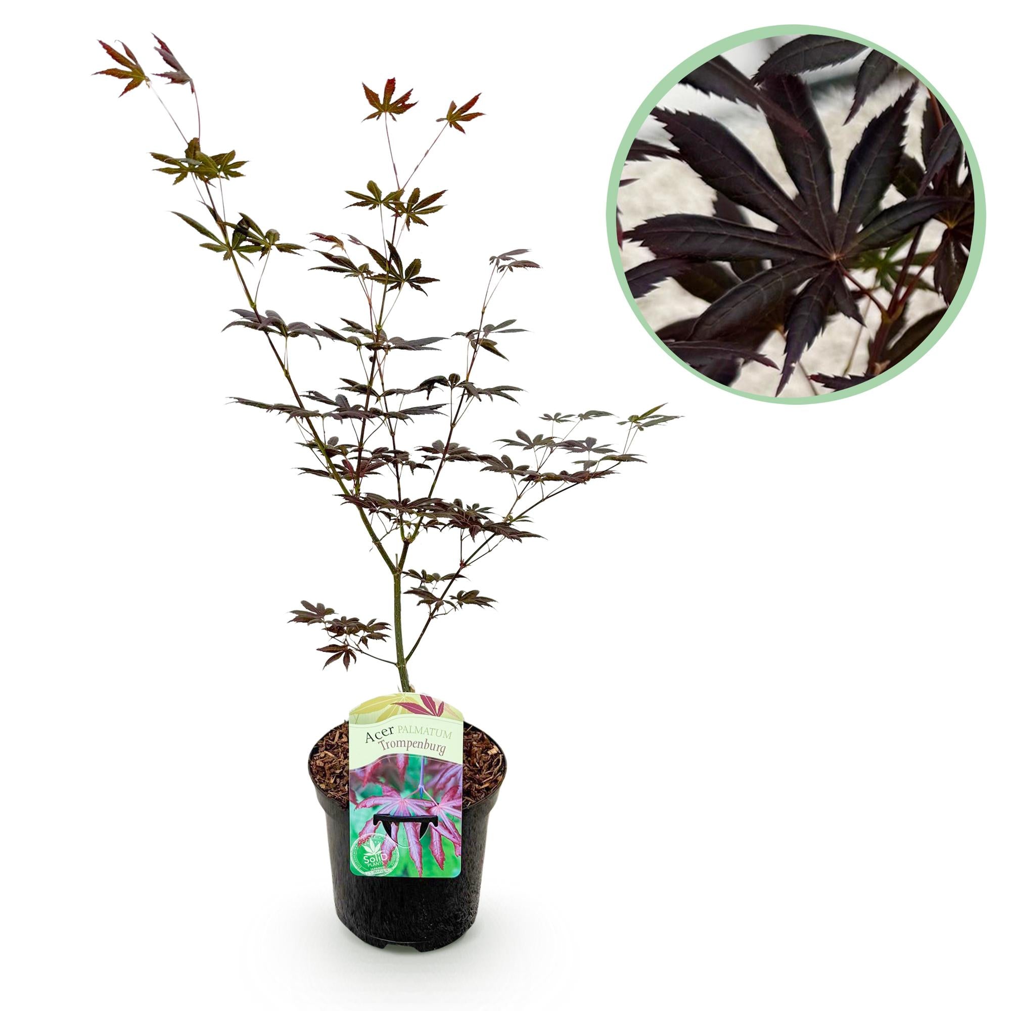 Green boutiQ – Terrassenpflanze – Japanischer Ahorn (Acer palmatum Trompenburg) – Dunkelviolett – 1 Pflanze – Laubabwerfend – Topf 19 cm, Höhe 70 cm