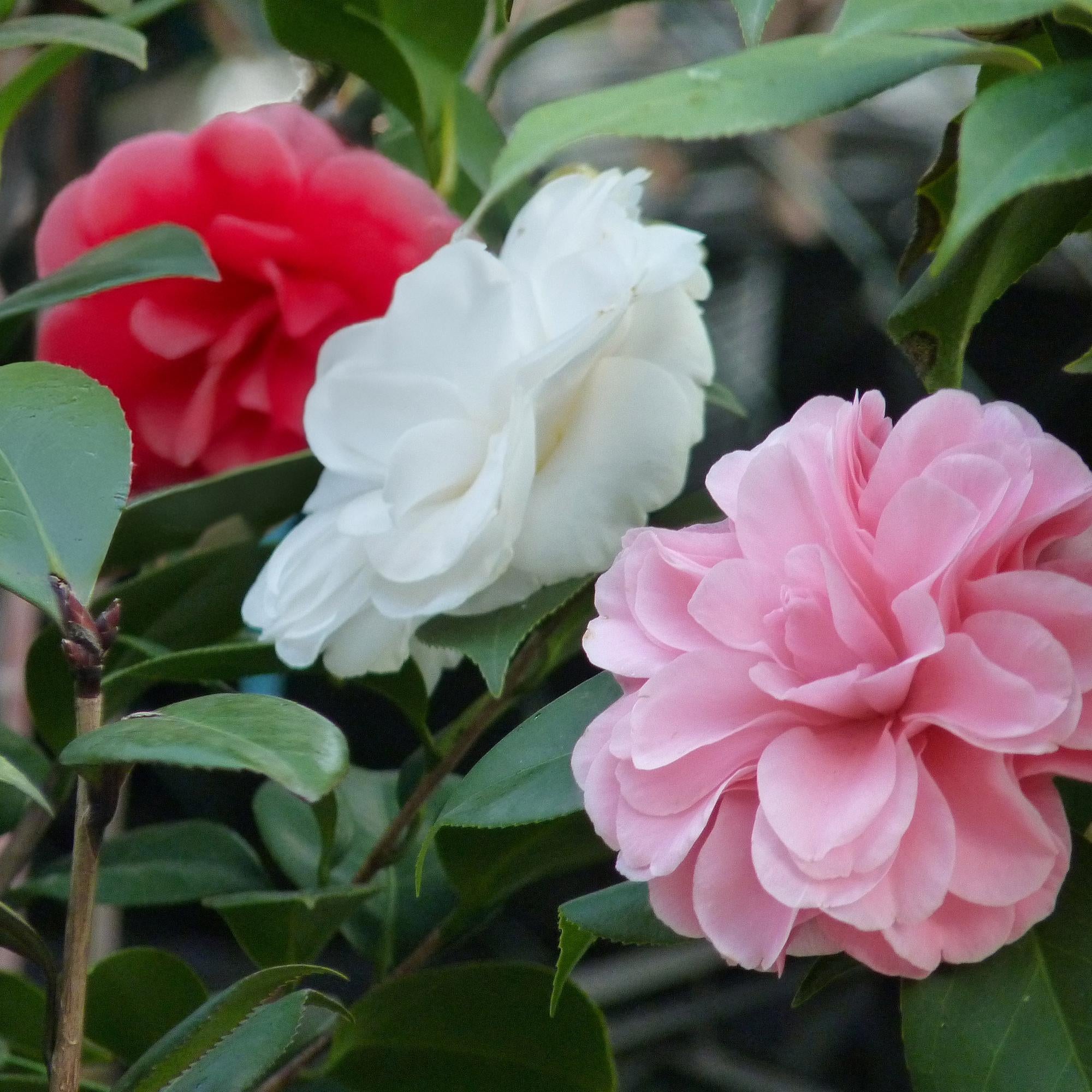 Green boutiQ – Sträucher – Kamelie (Camelia japonica Tricolour) – Blüten: Rosa, Weiß und Rot – 3 Pflanzen – 1 m² – Immergrün – Topf: 15 cm, Höhe: 30 cm