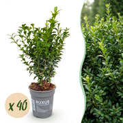 Buxus sempervirens - 40x - Haagplanten - Groenblijvend - Groen - Pot 9cm - Hoogte 20-25cm
