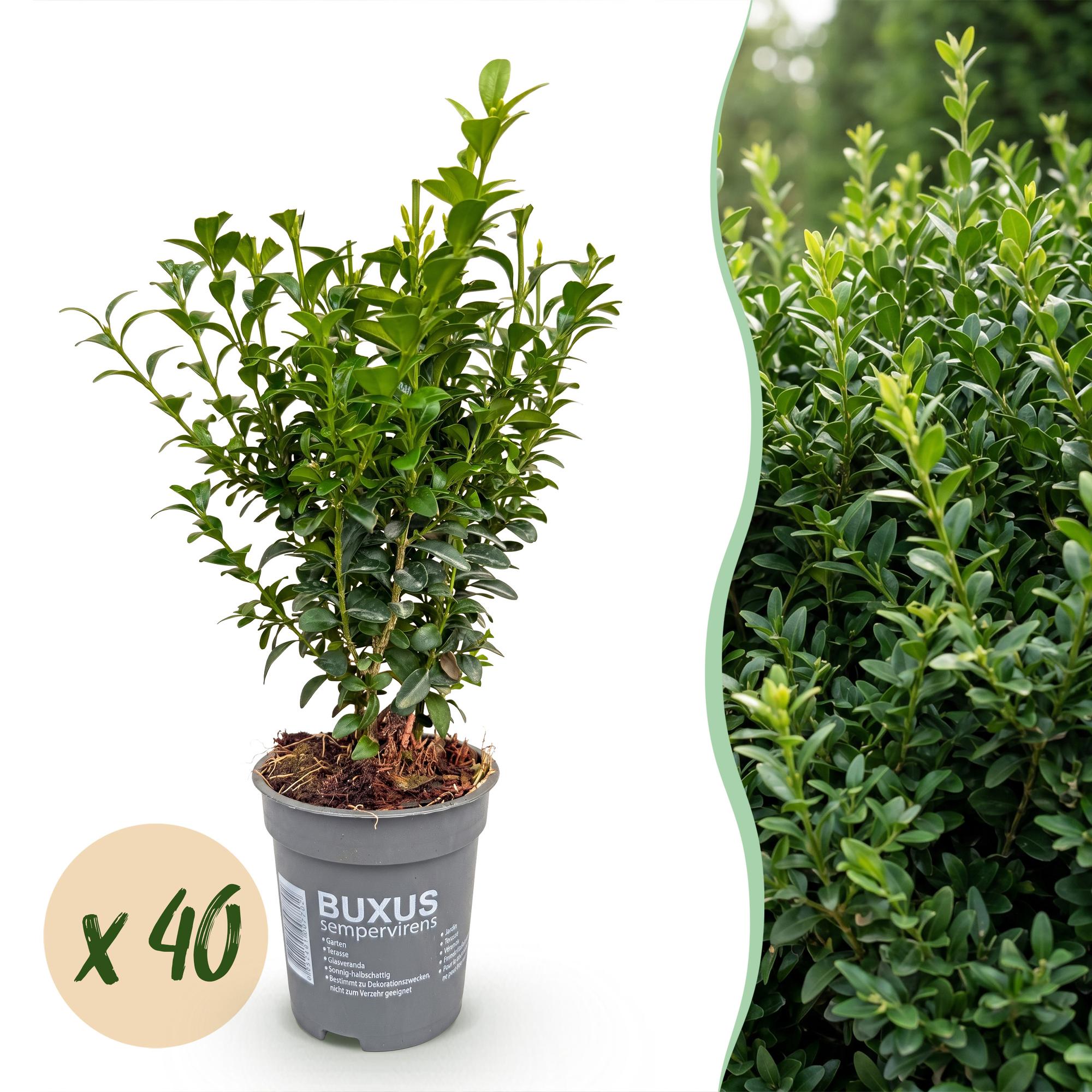 Buxus sempervirens - 40x - Haagplanten - Groenblijvend - Groen - Pot 9cm - Hoogte 20-25cm