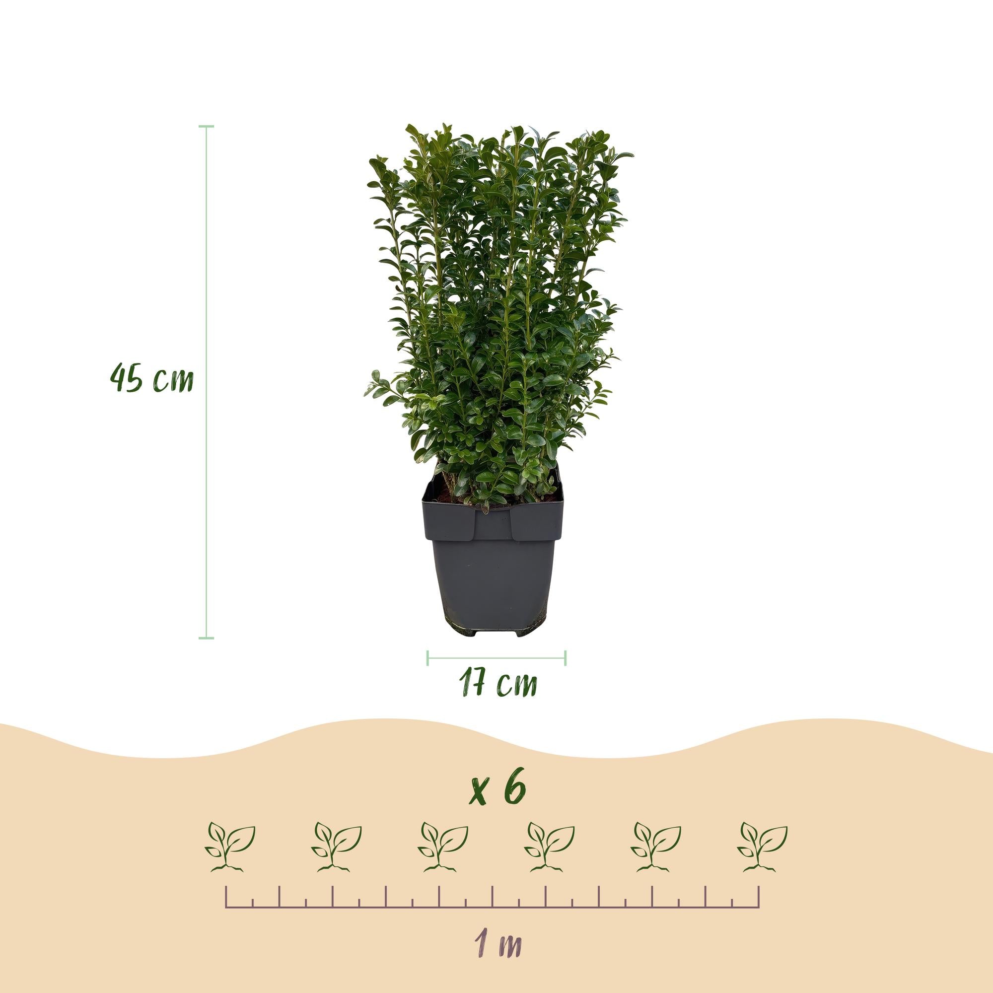 Green boutiQ - Piante da siepe - Buxus sempervirens - foglia verde - 6 piante - 1 metro lineare - sempreverde - vaso 17cm altezza 45cm