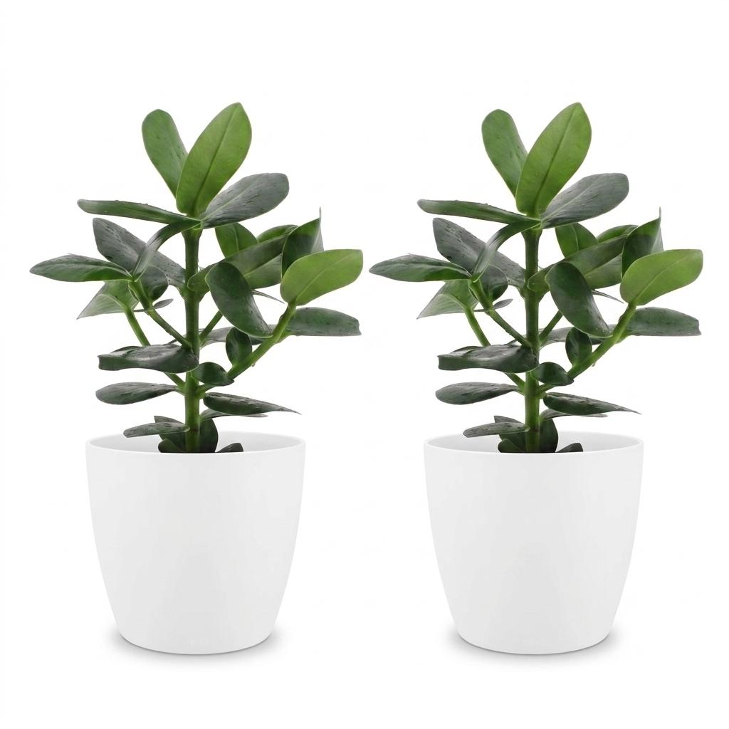 Clusia Princess - Clusia - 2x- met Potter Wit - Pot 12cm - Hoogte - 40cm