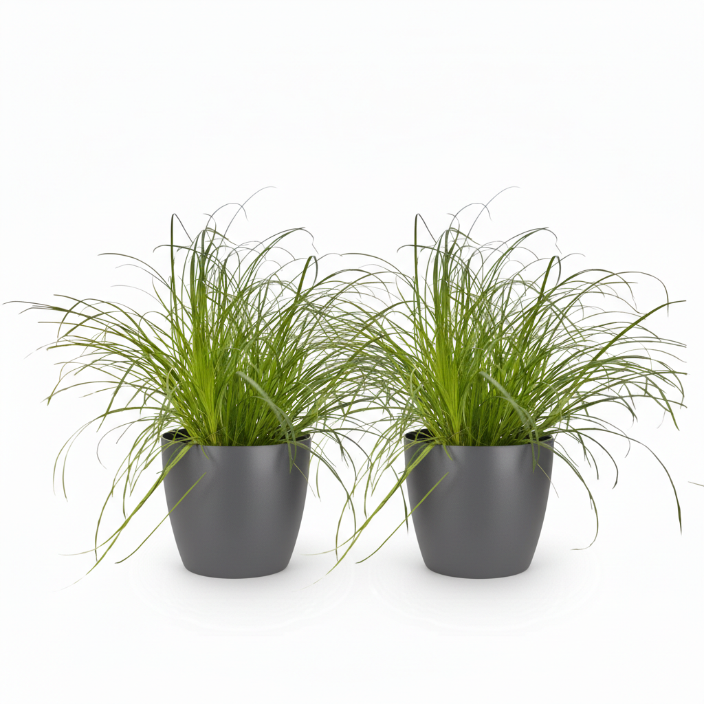 Cyperus alternifolius Zumula - Kattengras - Huisdiervriendelijke Plant - Groen - 2 Planten - met Potter Grijs - Pot 12cm - Hoogte 20cm