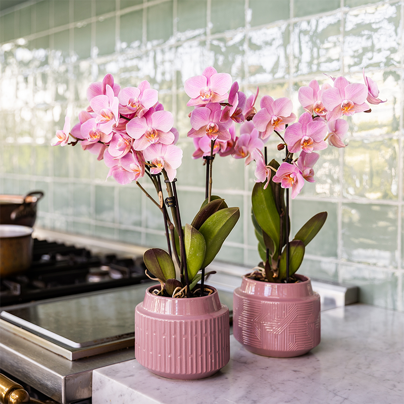 Kolibri Orchideen – Überraschungsbox-Mix – einfarbige Vorteilsbox – Überraschungsbox mit 2 Orchideen Ø 9 cm – frisch vom Züchter