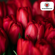 Tulpenzwiebeln Île-de-France – 20er-Pack | KH Flower Bulbs® | Tiefrote Tulpe – Klassisch, kraftvoll & elegant – Für Garten oder Topf – Größe 11/12 – Frisch vom Züchter